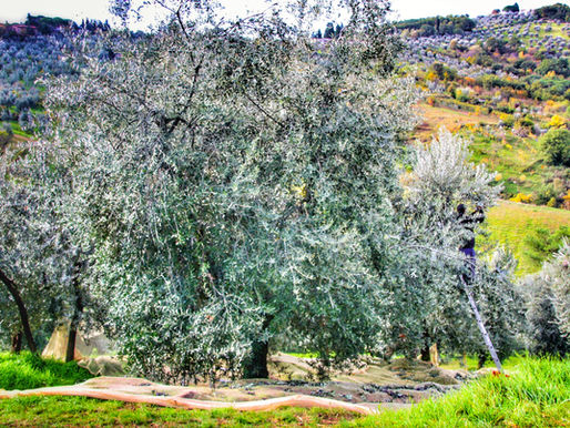 L'Olio Extravergine di Oliva, un concentrato naturale e indispensabile di energia