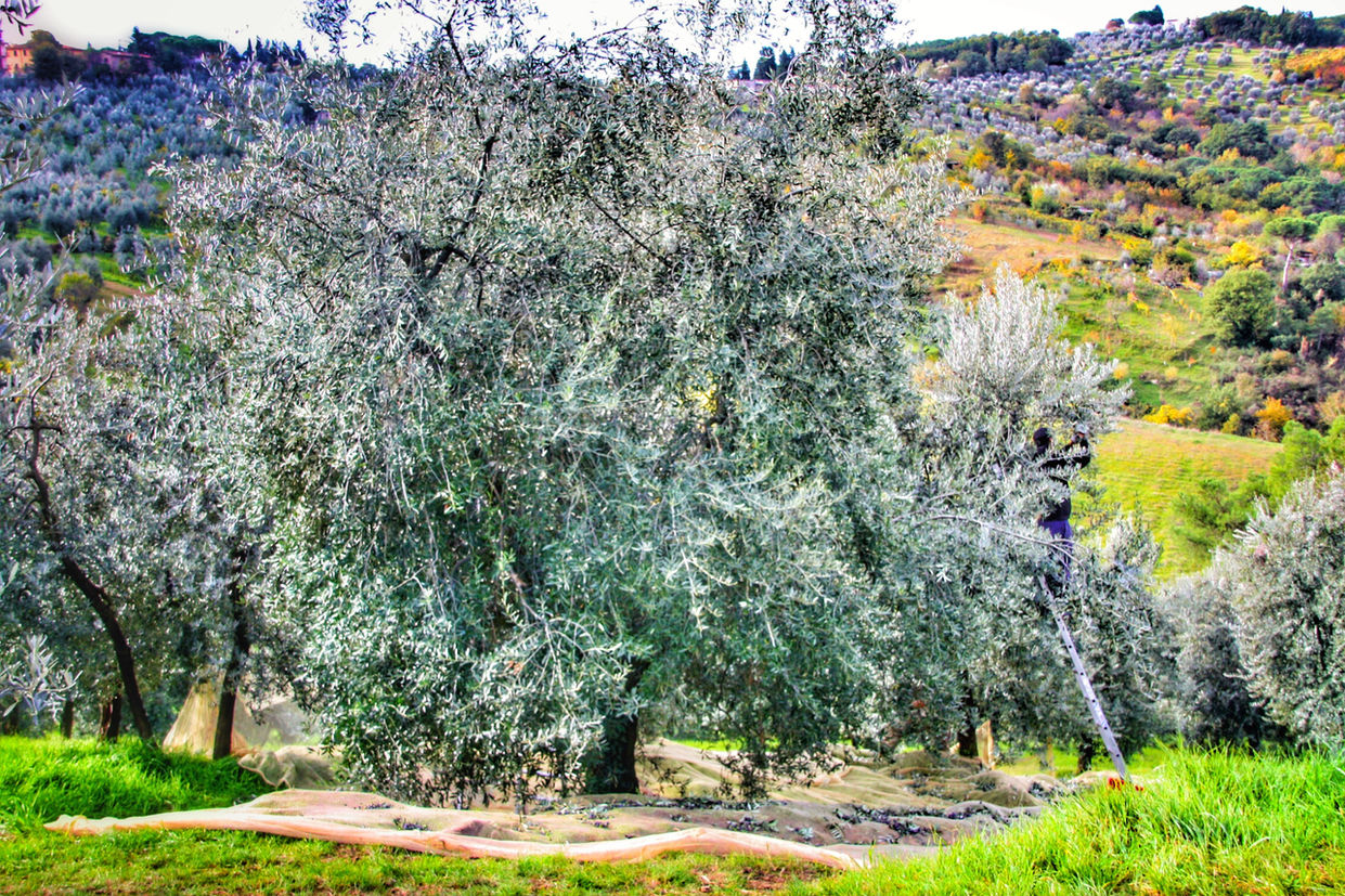 Olive trees in the Tuscan countryside.jpeg