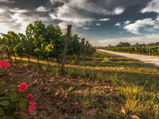 Sono il Sangiovese e sono Unico...