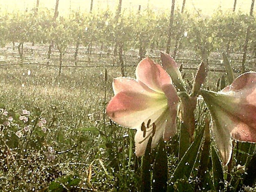 The weather in April and ... our Beatrice 🍇