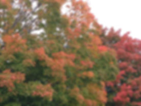 Autum splendor with the best grave care in Central Massachusetts