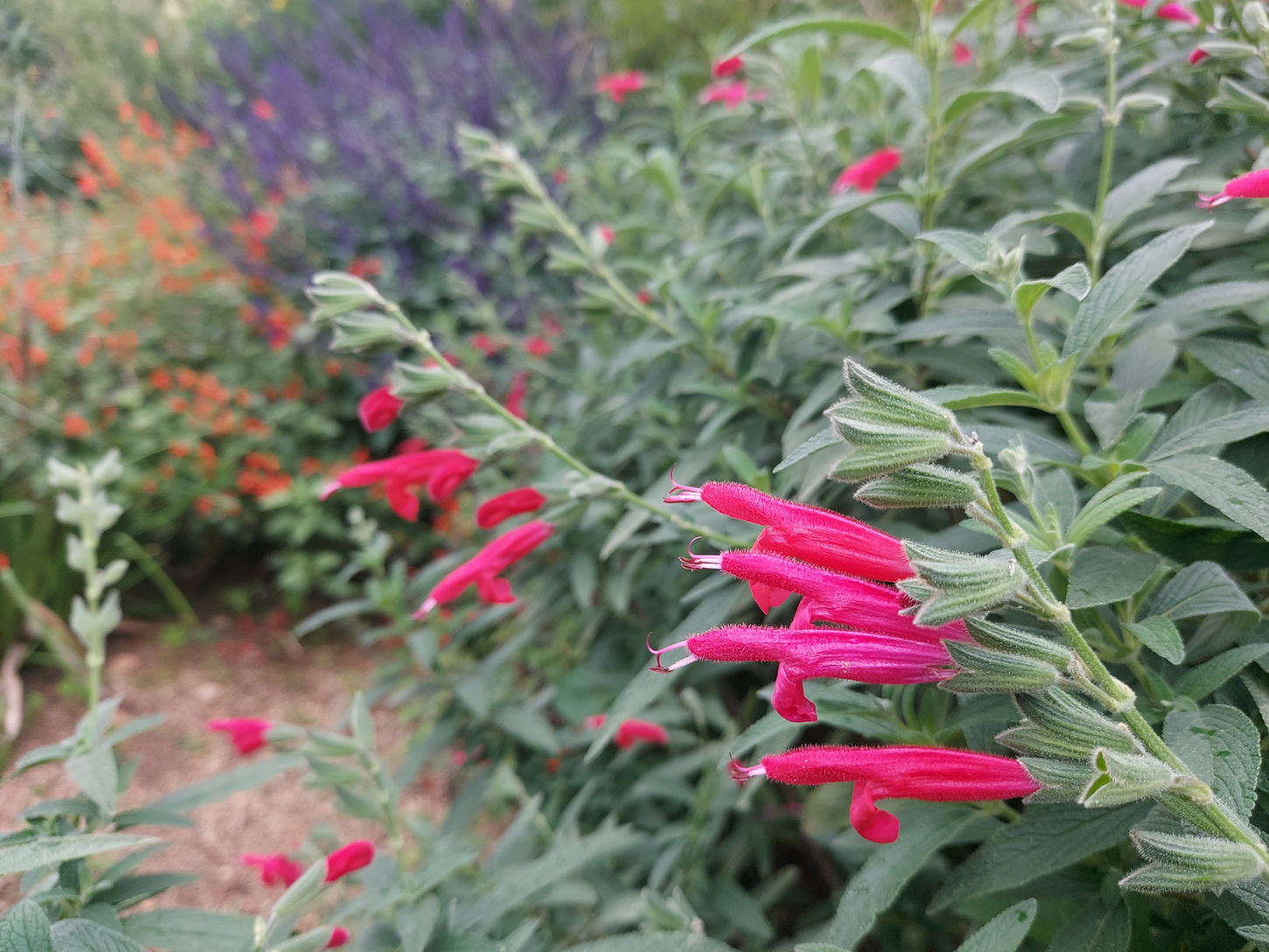 Salvia x westerae 'Petra'.jpg