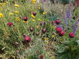 Centaurea redempta subsp.redempta