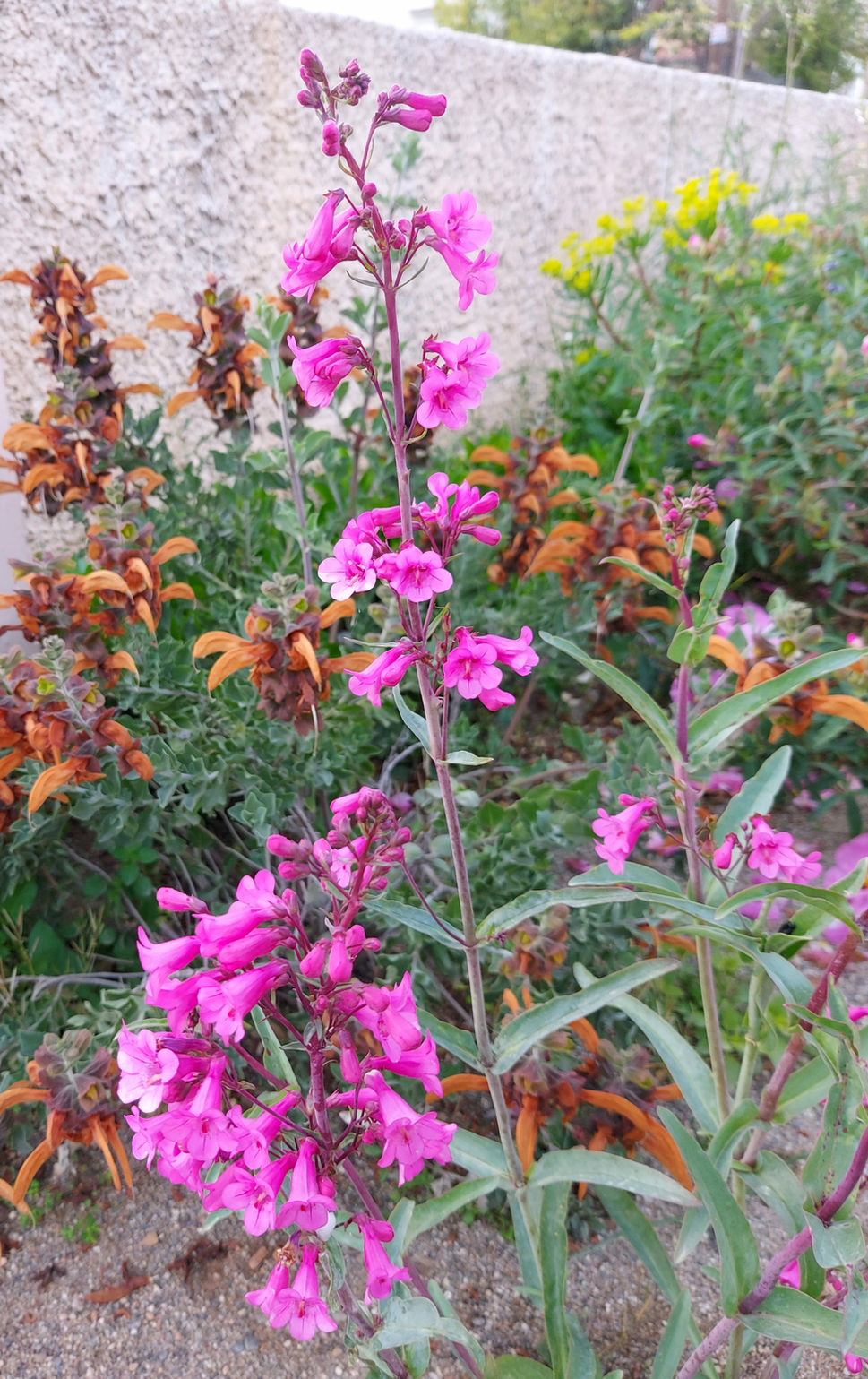 Penstemon parryi