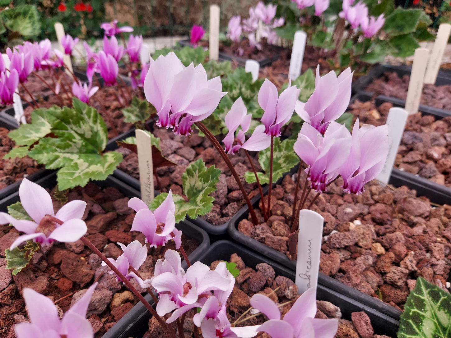 Cyclamen africanum.jpg