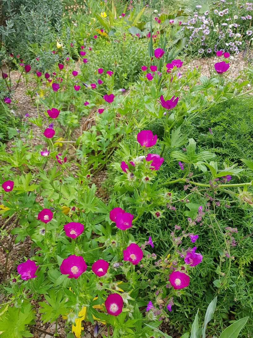 Callirhoe involucrata