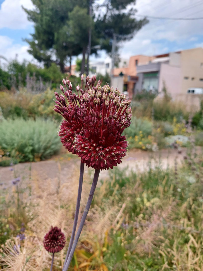 Allium 'Forelock'.jpg