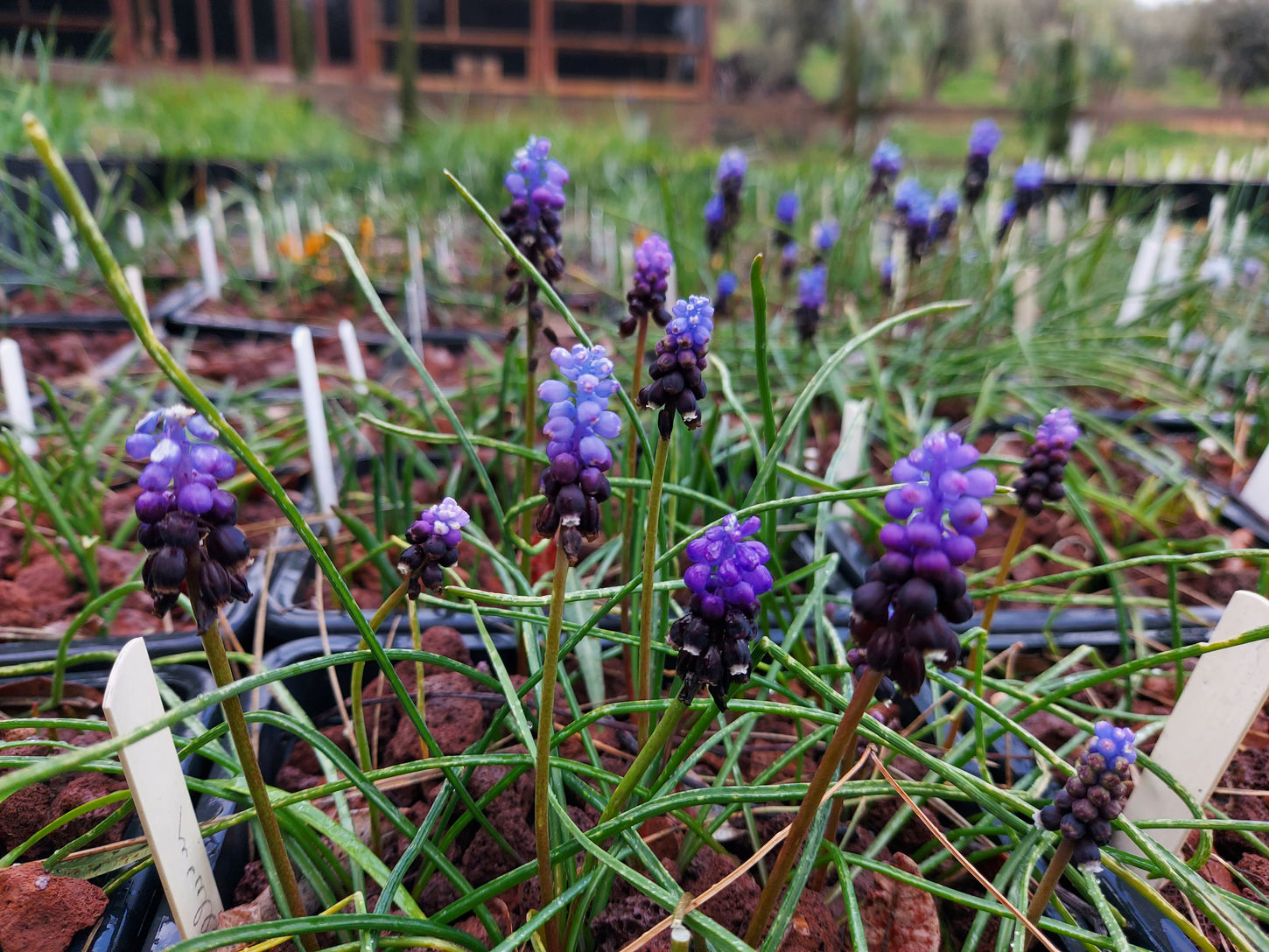 Muscari pucchellum.jpg
