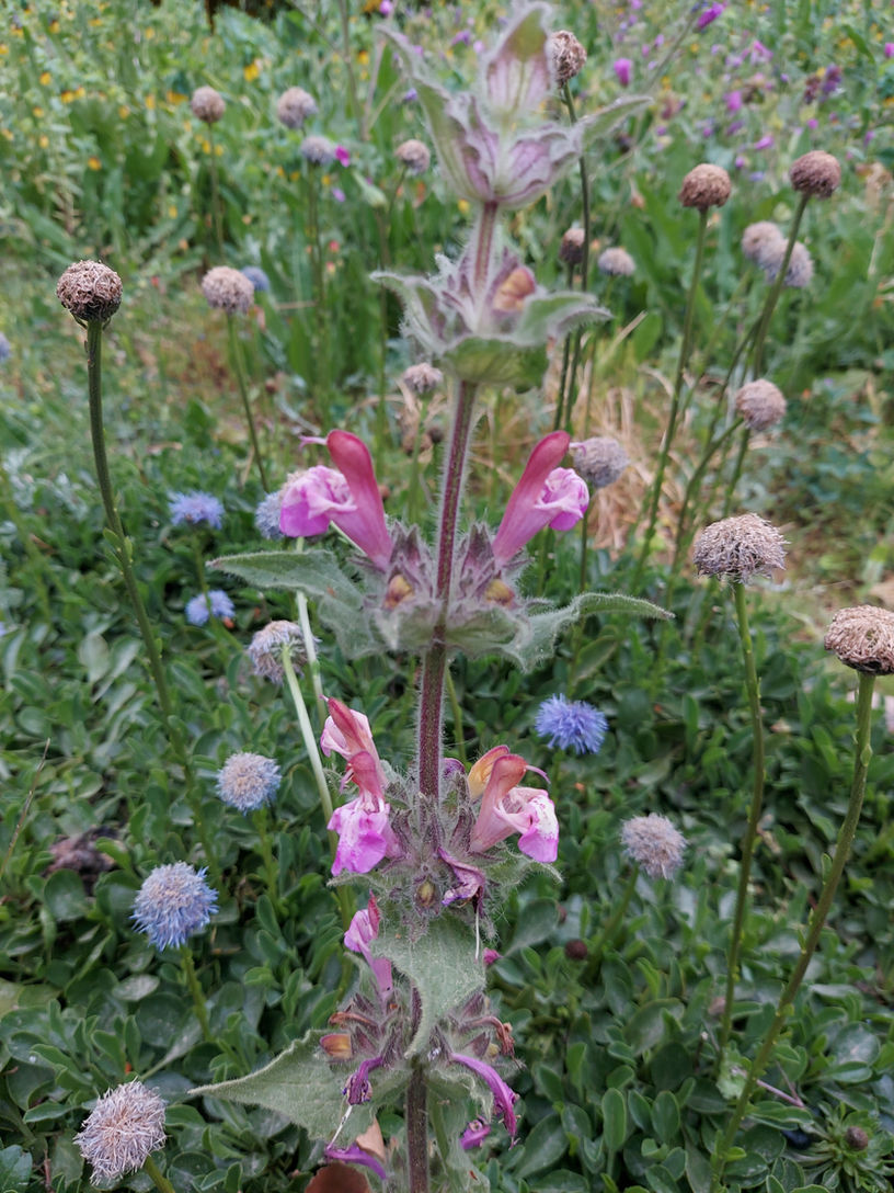 Salvia bracteata