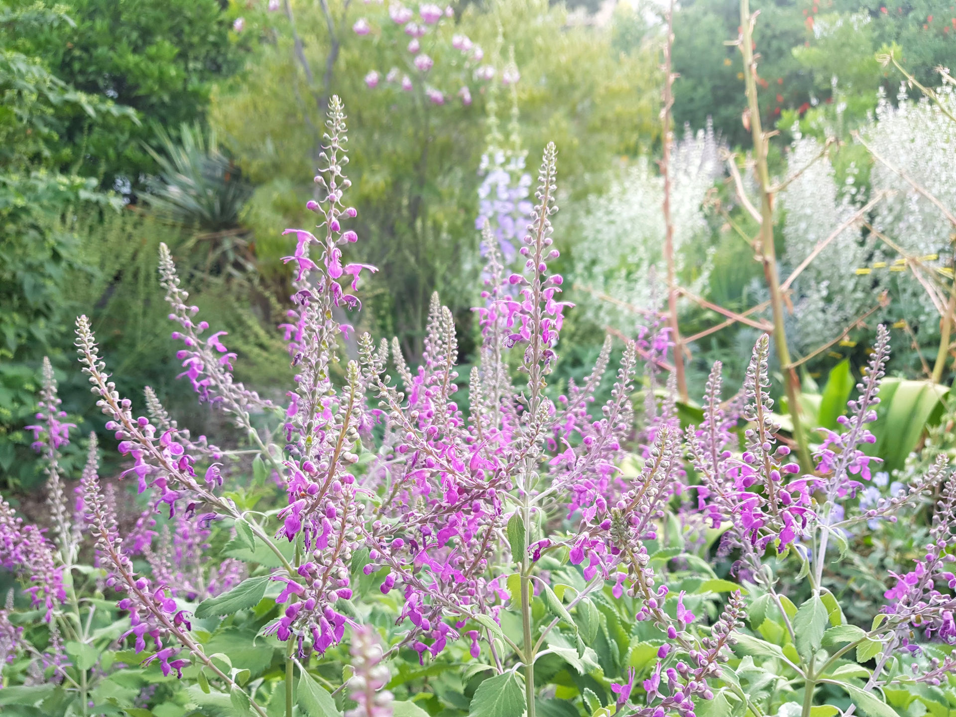 Teucrium betonicum