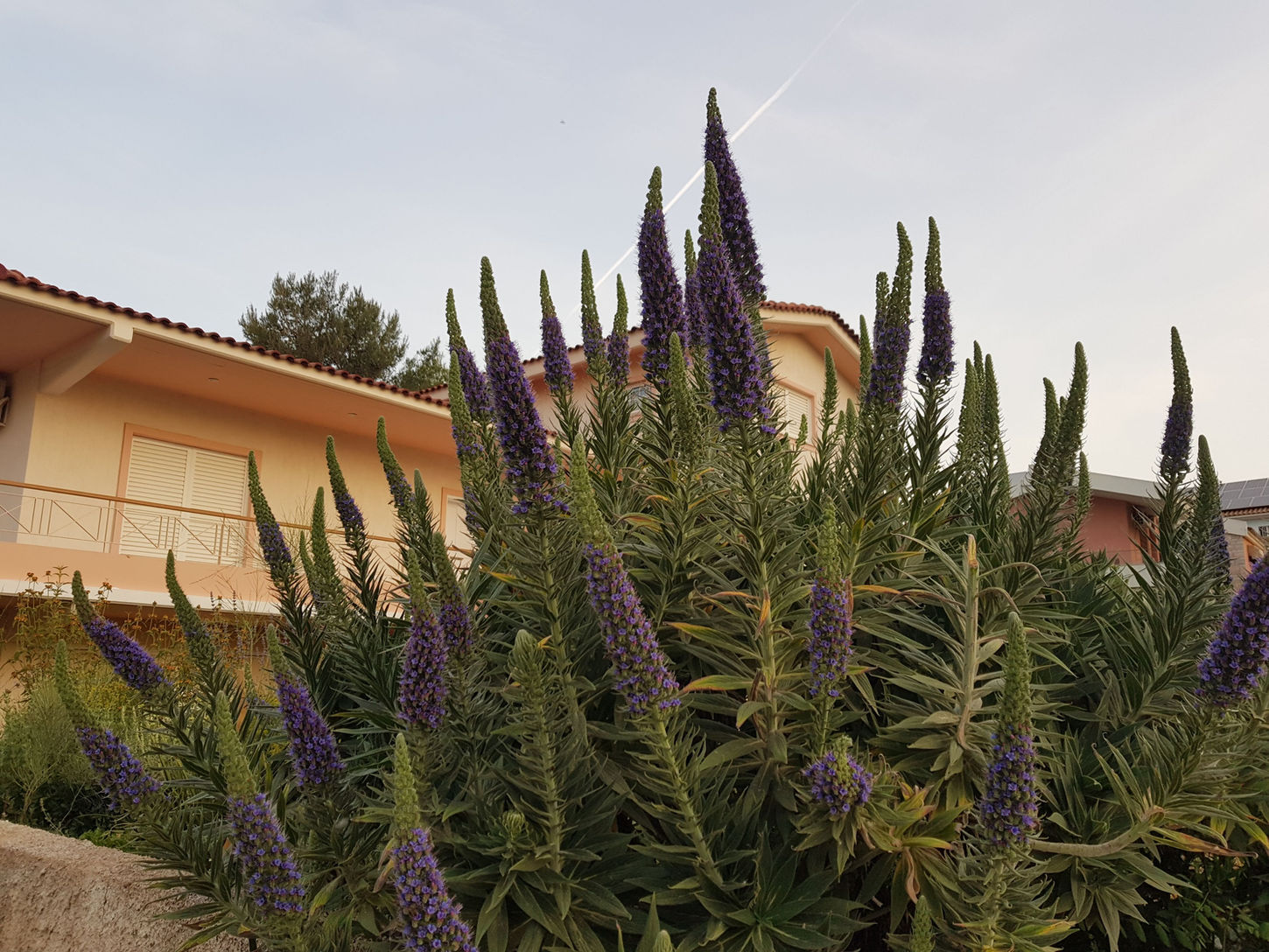 Echium fastuosum dark late form