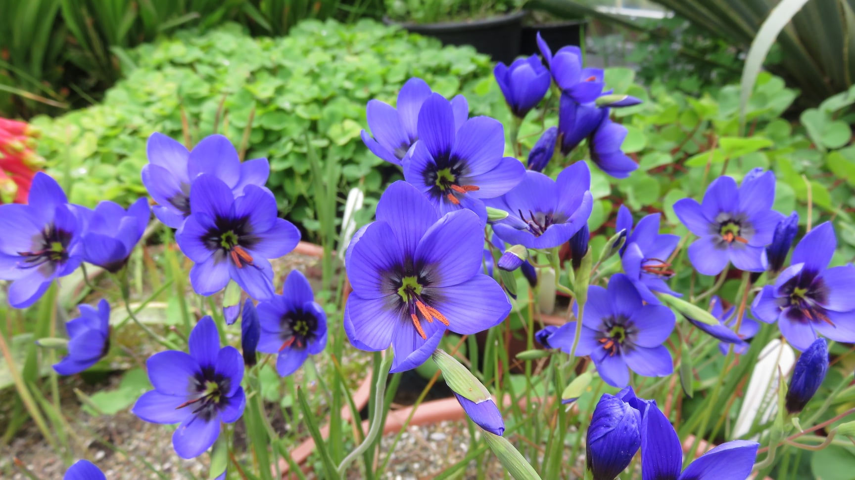 Geissorhiza splendidissima