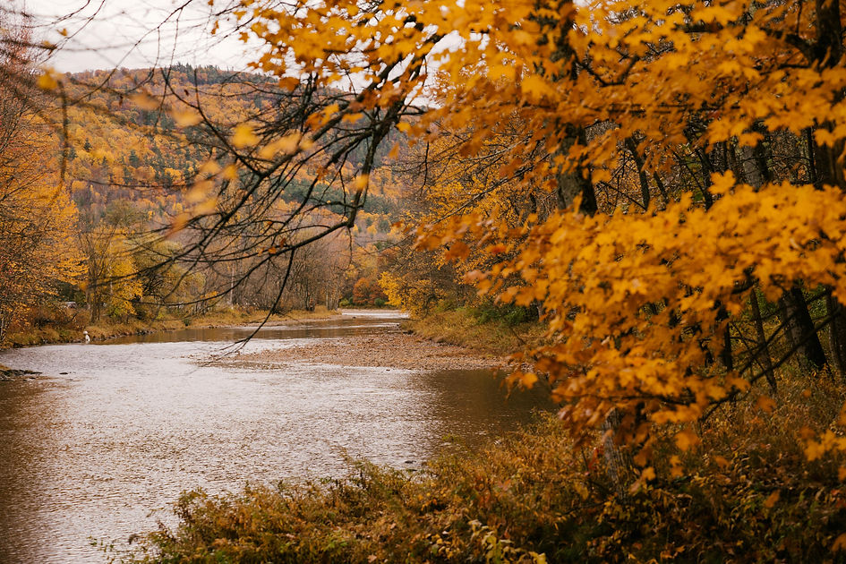 Fall foliage over a low river or stream.