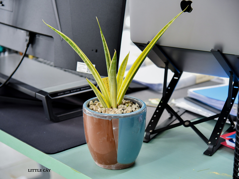 Cấu trúc lá rõ nét cùng sắc độ chuyển màu tự nhiên giúp Sansevieria Uganda Variegated tạo điểm nhấn hài hòa trong không gian sống. Ảnh: Little Cây.
