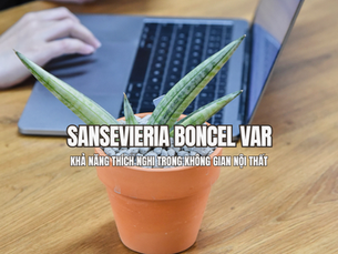 Sansevieria Boncel Var là một trong những dòng lưỡi hổ được nhiều người yêu thích nhờ hình thái độc đáo cùng khả năng thích nghi linh hoạt với môi trường nội thất. Sở hữu những tán lá tròn khỏe, phát triển theo dạng quạt cân đối và điểm nhấn màu sắc nổi bật, Boncel Var mang đến giá trị thẩm mỹ riêng biệt cho nhiều loại hình không gian khác nhau.