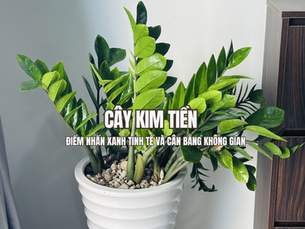 Cây Kim Tiền Trong Thiết Kế Nội Thất -  Điểm Nhấn Xanh Tinh Tế Và Cân Bằng Không Gian 