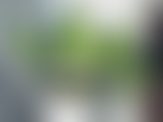 Cây Kim Tiền Trong Thiết Kế Nội Thất - Điểm Nhấn Xanh Tinh Tế Và Cân Bằng Không Gian