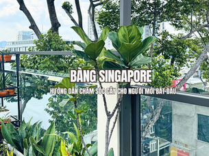 Hướng dẫn chăm sóc cây Bàng Singapore cho người mới bắt đầu
