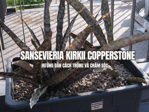 Hướng dẫn trồng và chăm sóc Sansevieria Kirkii Copperstone: Những điều cần biết