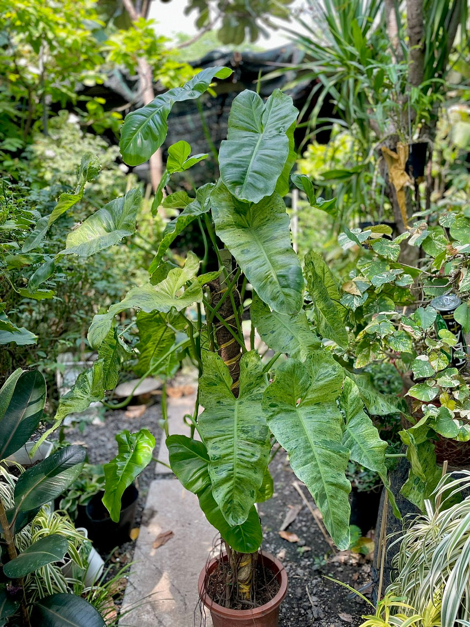 Ánh sáng gián tiếp đủ mạnh cây vươn cao, lá to, var đẹp hơn. Nguồn: Sưu tầm.