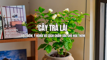 Cây Trà Lài gây ấn tượng bởi những bông hoa trắng nhỏ, hương thơm đặc trưng và vẻ ngoài nhẹ nhàng, thanh thoát. Loài cây này không chỉ được trồng để làm đẹp cho sân vườn, ban công hay khuôn viên nhà ở mà còn được biết đến với giá trị sử dụng trong đời sống, đặc biệt là làm nguyên liệu tạo hương cho trà.Cùng Đước Việt tìm hiểu rõ hơn về đặc điểm, nguồn gốc, ý nghĩa cũng như cách chăm sóc Trà Lài để cây luôn khỏe và cho hoa đẹp.Cùng Đước Việt tìm hiểu rõ hơn về đặc điểm, nguồn gốc, ý nghĩa cũng như cách chăm sóc Trà Lài để cây luôn khỏe và cho hoa đẹp.