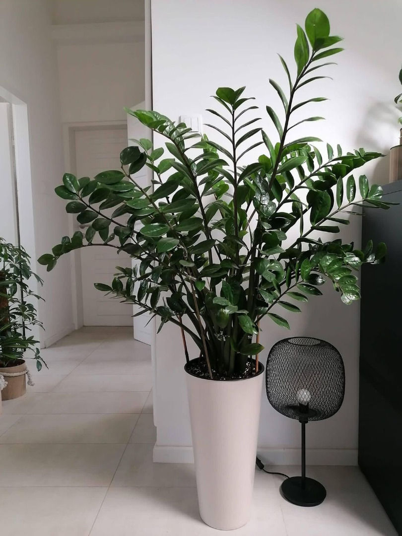 Mảng xanh Kim Tiền mang ý nghĩa thu hút may mắn, tạo cảm giác an tâm và hài hòa cho tổng thể. Nguồn: Sưu tầm.
