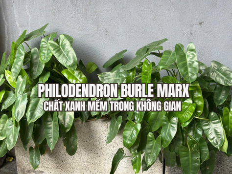 Philodendron Burle Marx - Chất xanh mềm trong không gian hiện đại Philodendron Burle Marx (thường được gọi là Trầu bà tỷ phú) là một loại cây kiểng lá nhiệt đới nổi tiếng với vẻ ngoài sum suê, bóng mượt và cực kỳ dễ chăm sóc. Trong bài viết này hãy cùng Đước Việt khám phá vì sao Philodendron Burle Marx lại trở thành lựa chọn quen thuộc trong những không gian sống hiện đại.