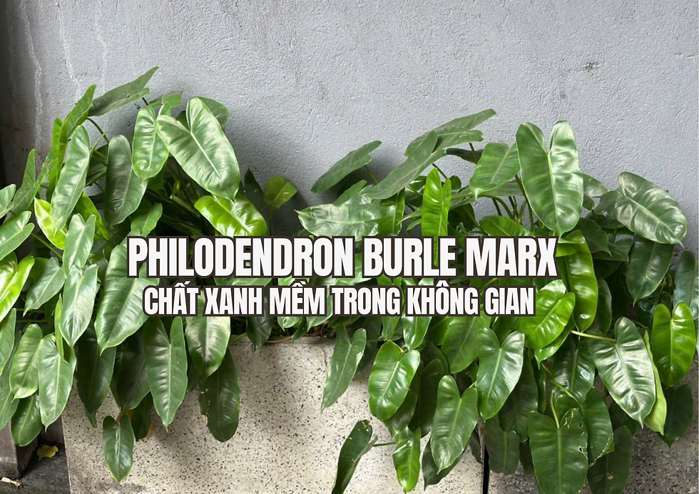 Philodendron Burle Marx - Chất xanh mềm trong không gian hiện đại Philodendron Burle Marx (thường được gọi là Trầu bà tỷ phú) là một loại cây kiểng lá nhiệt đới nổi tiếng với vẻ ngoài sum suê, bóng mượt và cực kỳ dễ chăm sóc. Trong bài viết này hãy cùng Đước Việt khám phá vì sao Philodendron Burle Marx lại trở thành lựa chọn quen thuộc trong những không gian sống hiện đại.