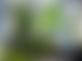 Cây Đại Phú Gia - Ý Nghĩa, Cách Trồng & Ứng Dụng Trong Biệt Thự Sân Vườn