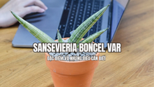 Sansevieria Boncel Var là gì? Đặc điểm và những điều cần biết