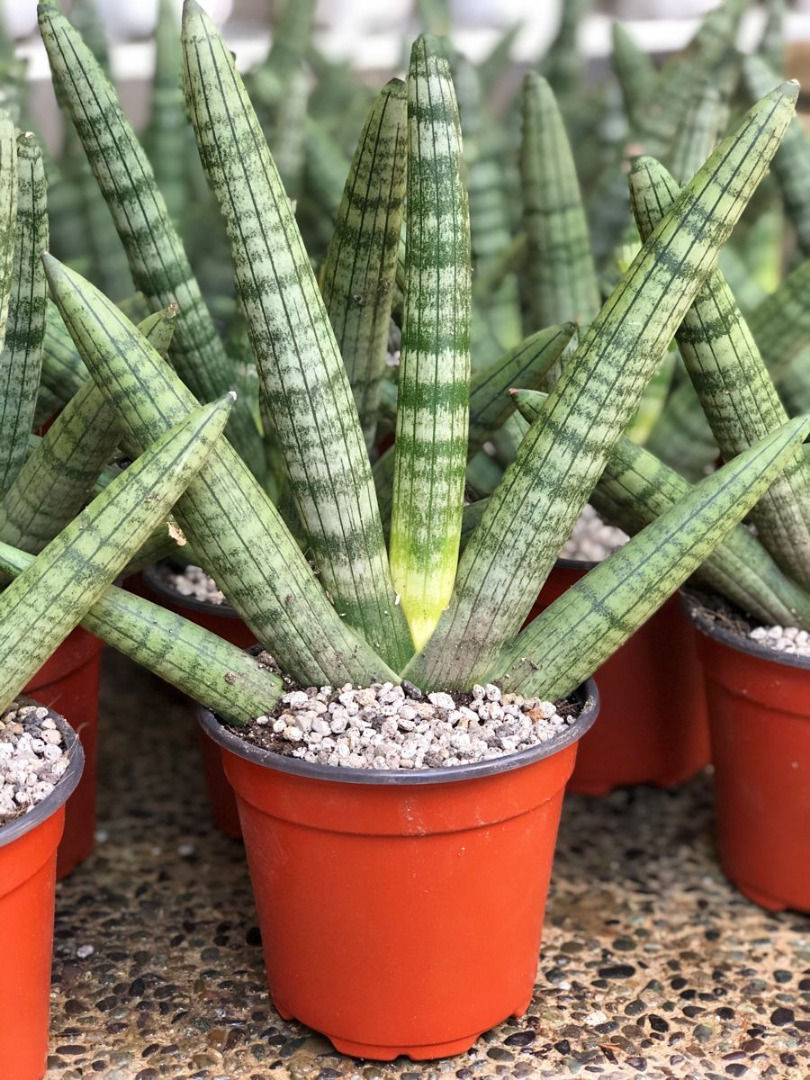 Kích thước vừa phải là một trong những đặc điểm giúp Sansevieria Boncel Var được nhiều người yêu thích. Nguồn: Sưu tầm.
