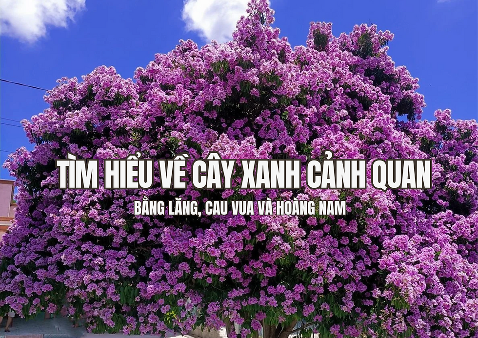 Cây xanh cảnh quan không chỉ tạo điểm nhấn cho không gian mà còn góp phần cải thiện môi trường và mang lại cảm giác gần gũi với thiên nhiên. Trong đó, bằng lăng, cau vua và hoàng nam được lựa chọn phổ biến nhờ hình dáng đặc trưng, màu sắc đẹp và khả năng thích nghi với điều kiện khí hậu nhiệt đới. Hãy cùng Đước Việt tìm hiểu đặc điểm, công dụng và cách chăm sóc ba loại cây này để lựa chọn và duy trì không gian xanh phù hợp.