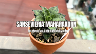 Sansevieria Maharakorn nổi bật với dáng lá chắc khỏe, mọc thẳng và tạo thành bụi có cấu trúc rõ ràng. Những phiến lá có độ dày tốt, bề mặt cứng cáp cùng màu sắc đặc trưng giúp cây dễ tạo điểm nhấn khi đặt trong không gian sống hoặc làm việc.