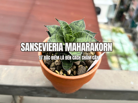 Sansevieria Maharakorn nổi bật với dáng lá chắc khỏe, mọc thẳng và tạo thành bụi có cấu trúc rõ ràng. Những phiến lá có độ dày tốt, bề mặt cứng cáp cùng màu sắc đặc trưng giúp cây dễ tạo điểm nhấn khi đặt trong không gian sống hoặc làm việc.