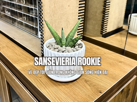 Sansevieria Rookie là một trong những giống lưỡi hổ được yêu thích trong các không gian nội thất nhờ kiểu dáng gọn gàng, đường nét rõ ràng và khả năng thích nghi tốt với môi trường trong nhà. Sở hữu hình thái cân đối cùng màu sắc tự nhiên đặc trưng, Rookie mang đến cảm giác hài hòa cho không gian mà không tạo sự rối mắt hay chiếm quá nhiều sự chú ý.