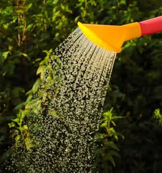 Các dòng lưỡi hổ phù hợp với chế độ tưới vừa phải và ưu tiên môi trường có độ khô thoáng ổn định. Nguồn: Sưu tầm.