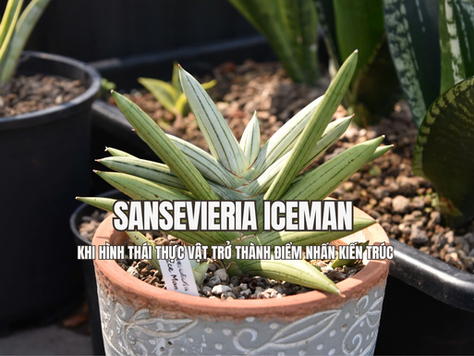 Sansevieria Iceman gây ấn tượng bởi sắc xanh bạc đặc trưng cùng hình dáng mạnh mẽ, tạo nên nét khác biệt so với nhiều dòng lưỡi hổ thông thường. Với tổng thể gọn gàng và đường nét rõ ràng, cây dễ dàng hòa hợp với nhiều phong cách nội thất, từ tối giản đến hiện đại.