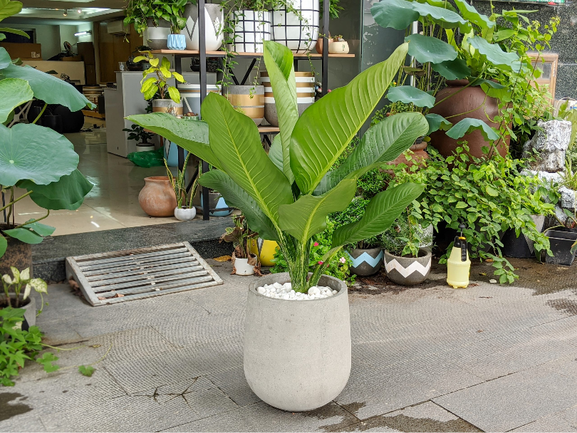 Đại Phú Gia sinh trưởng ổn định khi có ánh sáng phù hợp. Nguồn: Sưu tầm.