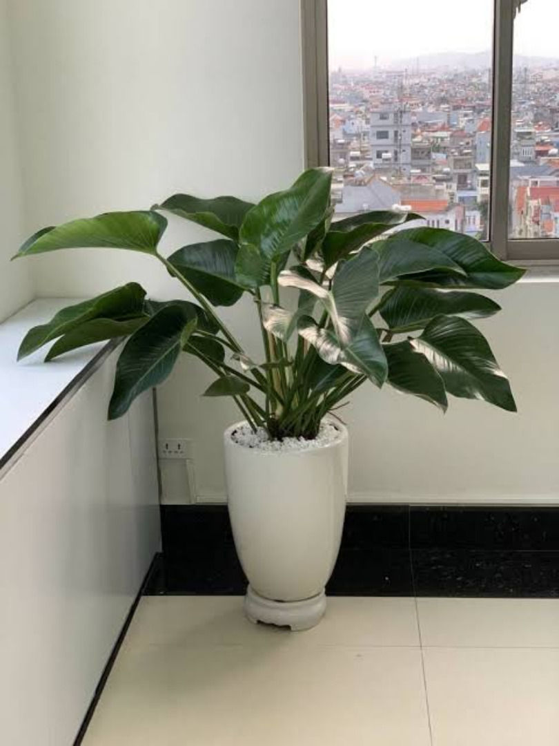 Phát triển gọn gàng, không chiếm nhiều diện tích. Nguồn: Sưu tầm.
