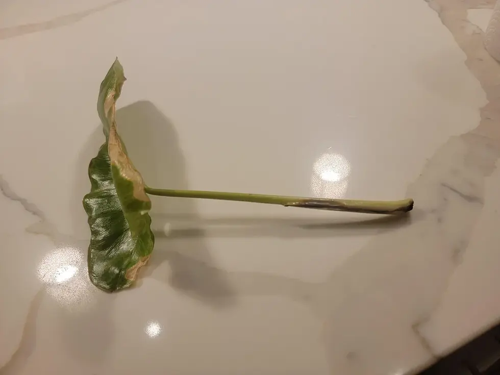 Nhân giống bằng giâm cành - giải pháp đơn giản và hiệu quả. Nguồn: Sưu tầm.