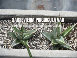 Sansevieria Pinguicula Var: Điểm nhấn hình khối độc đáo trong không gian kiến trúc hiện đại