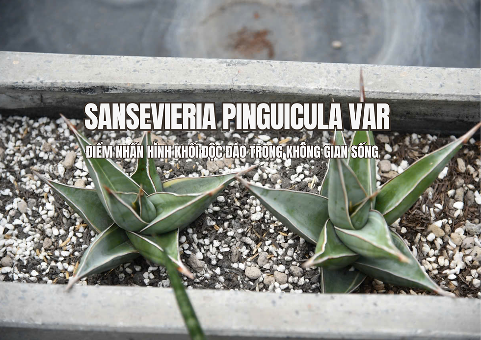 Sansevieria Pinguicula Var: Điểm nhấn hình khối độc đáo trong không gian kiến trúc hiện đại
