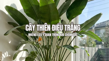 Cây Thiên Điểu Trắng và những lưu ý quan trọng khi chăm sóc