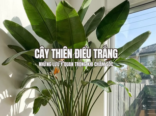 Cây Thiên Điểu Trắng và những lưu ý quan trọng khi chăm sóc