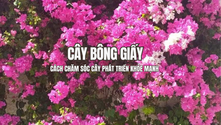 Cây Bông Giấy là một trong những loại cây cảnh được nhiều người yêu thích nhờ vẻ đẹp rực rỡ, khả năng sinh trưởng mạnh mẽ cùng khả năng thích nghi với nhiều điều kiện môi trường khác nhau. Không chỉ góp phần tạo điểm nhấn cho sân vườn, ban công hay hàng rào, loài cây này còn mang ý nghĩa phong thủy về may mắn, tài lộc và sự sung túc.