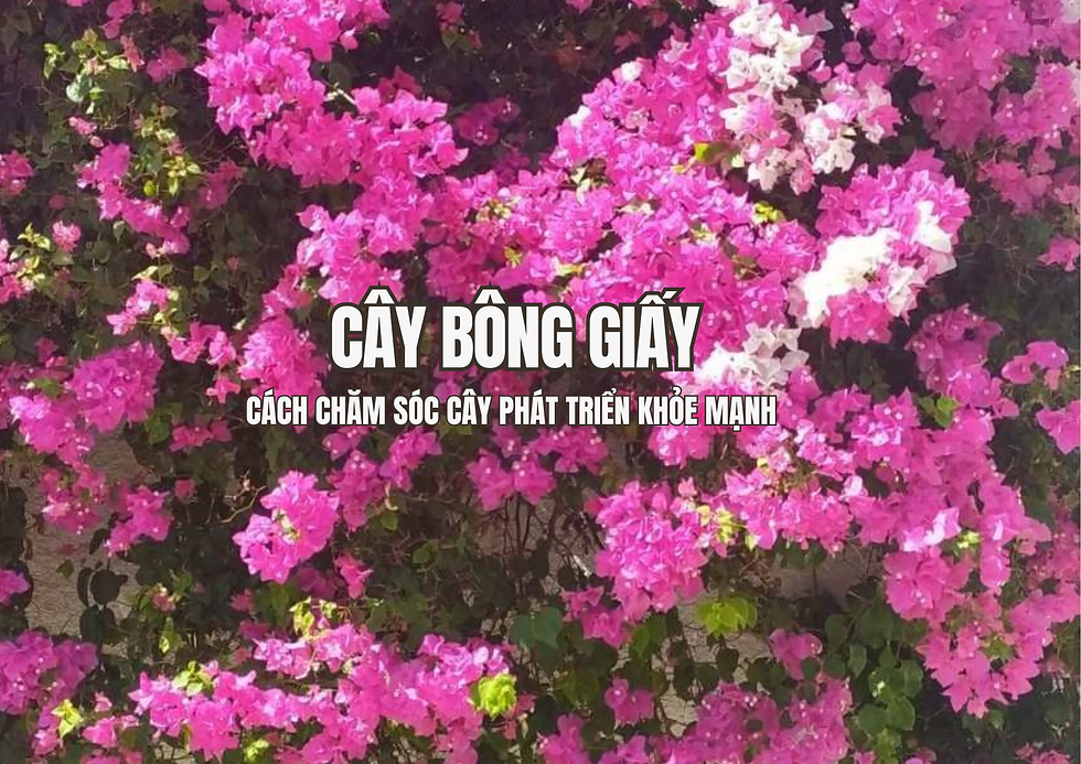 Cây Bông Giấy là một trong những loại cây cảnh được nhiều người yêu thích nhờ vẻ đẹp rực rỡ, khả năng sinh trưởng mạnh mẽ cùng khả năng thích nghi với nhiều điều kiện môi trường khác nhau. Không chỉ góp phần tạo điểm nhấn cho sân vườn, ban công hay hàng rào, loài cây này còn mang ý nghĩa phong thủy về may mắn, tài lộc và sự sung túc.