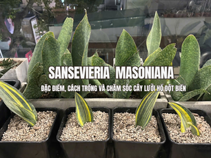 Sansevieria Masoniana (Whale Fin): Đặc điểm, cách trồng và chăm sóc cây lưỡi hổ đột biến