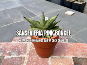 Sansevieria Pink Boncel là dòng lưỡi hổ nổi bật với những chiếc lá mọng nước, thuôn nhọn và có hình dáng khác biệt so với các dòng lưỡi hổ thông thường. Lá mọc tỏa ra từ gốc, tạo thành cụm nhỏ gọn, mang đến vẻ ngoài cân đối và thu hút.