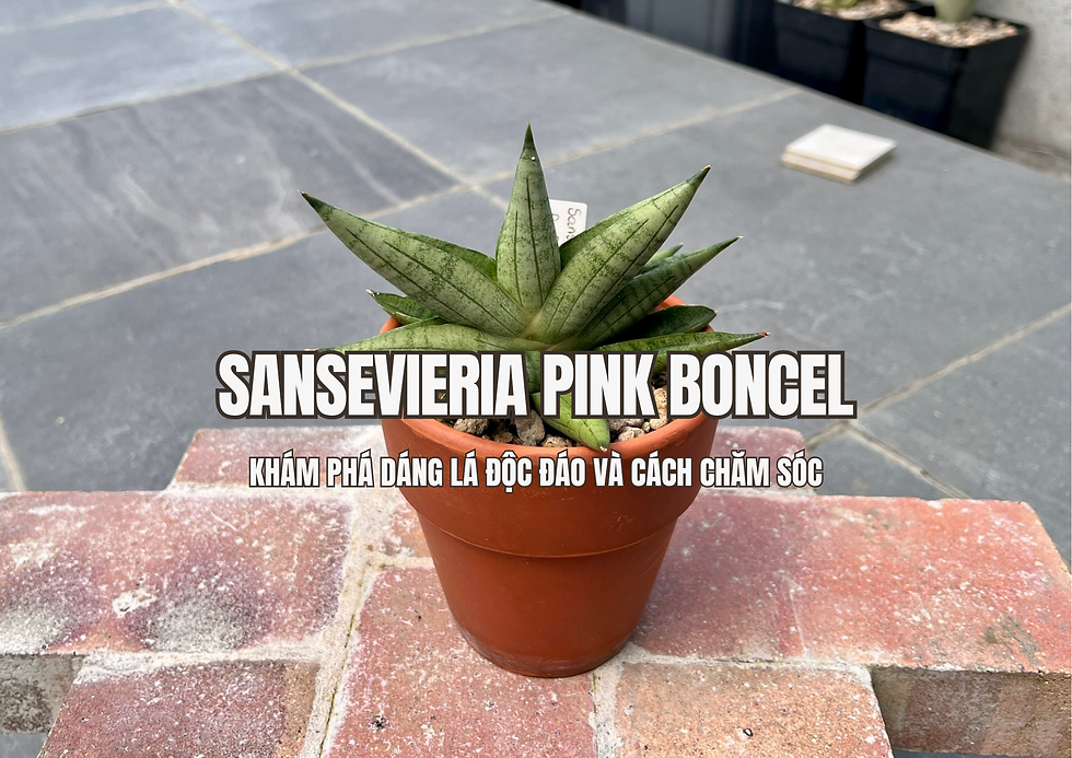 Sansevieria Pink Boncel là dòng lưỡi hổ nổi bật với những chiếc lá mọng nước, thuôn nhọn và có hình dáng khác biệt so với các dòng lưỡi hổ thông thường. Lá mọc tỏa ra từ gốc, tạo thành cụm nhỏ gọn, mang đến vẻ ngoài cân đối và thu hút.