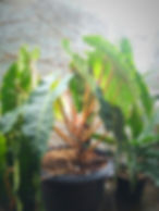 Cây Hạc Cam ưa ánh sáng tự nhiên, phát triển tốt trong điều kiện ánh sáng gián tiếp hoặc bán phần. Nguồn: Sưu tầm.